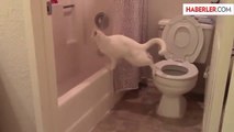 Tuvalet İşini Şova Dönüştürmek İsteyen Kedinin Dramı