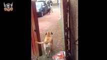 Geçimini poşet taşıyarak geçiren köpek