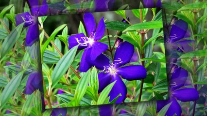 Những Đồi Hoa Sim - Vô Thường (HD)