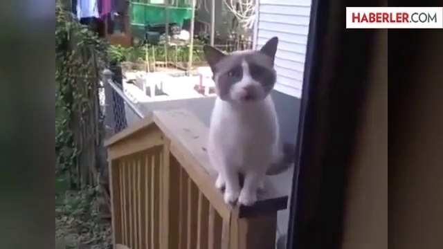 Eve Girmek İçin Yalvaran Kedi İzlenme Rekorları Kırıyor