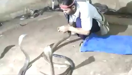 Boy Playing With Snakes Interesting Clip