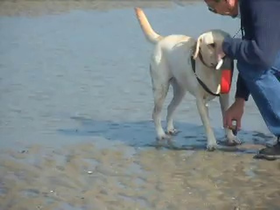 Honey à la mer (De Panne) - Le 03/09/2014