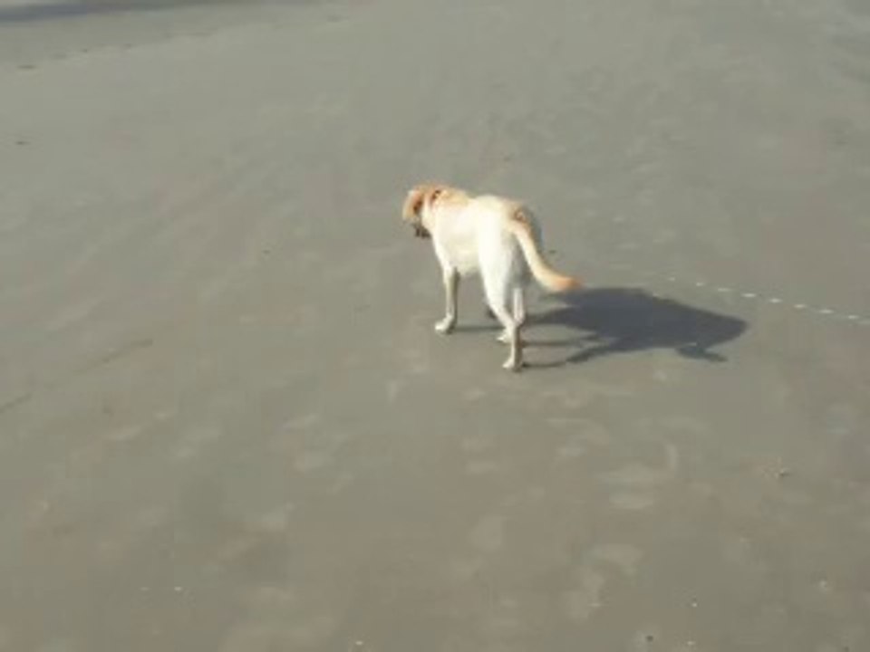 Honey à la mer (De Panne) - Le 03/09/2014 (2)