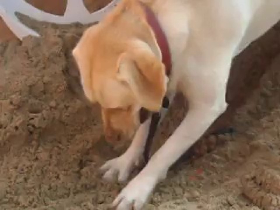 Honey à la mer (De Panne) - Le 03/09/2014 (3)