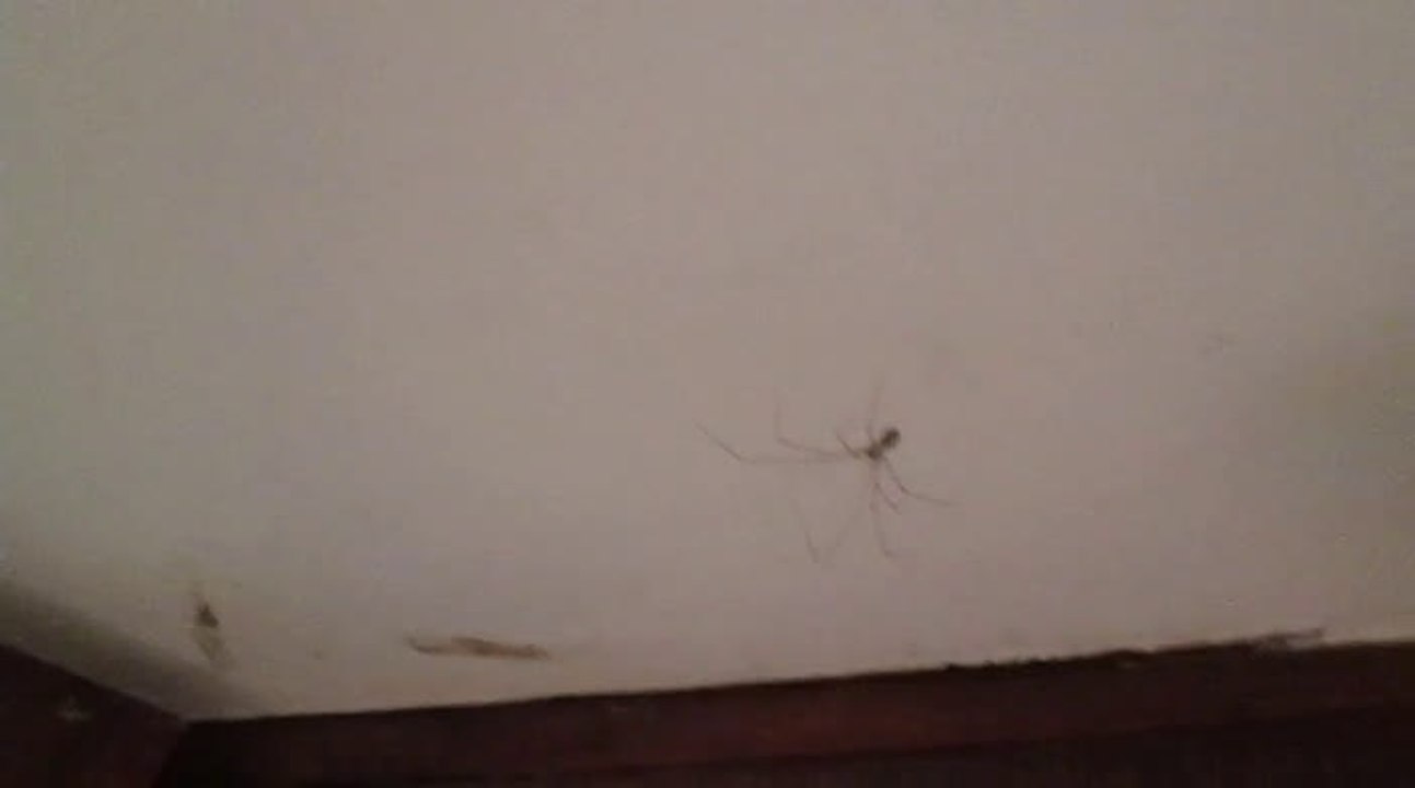 WTF [1] - L'araignée et les serviettes