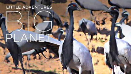 The extraordinary story of one village & 15,000 cranes