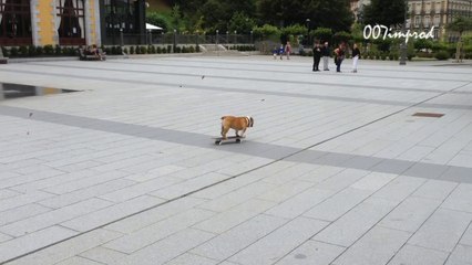 20140831 cauterets toutou skateboard