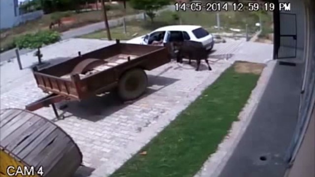 Russie - il vole une vache en la poussant dans sa voiture