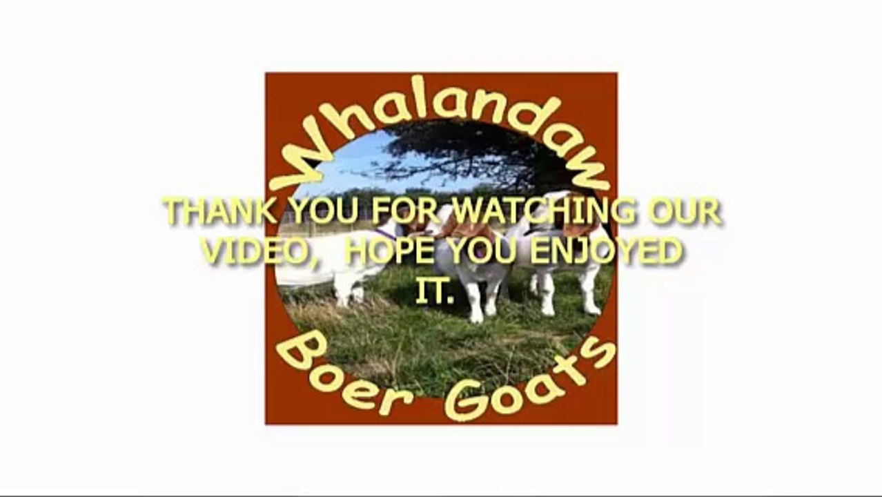 Whalandaw Boer Goats West Yorkshire | Boer Goats For Sale | South African Boer Goats