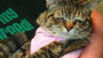 Homeless Cat Dubbed 'The World's Saddest Cat' Gets New Home