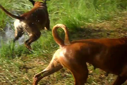 Geisha des Steppes Perdues (CHEYENNE de SAINT QUINIS X UCELLO du DOLON / Portée des G 2011) & Iowa du Ranch de la Rivière Espérance, 2014-09-04