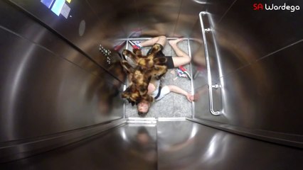 Un chien-araignée effrayant terrorise les habitants en Pologne