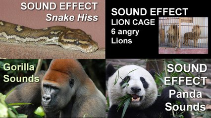 Animal Sounds Sampler