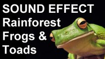 Rainforest Frogs and Toads SOUND EFFECT