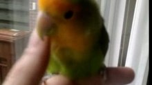Papie de vrolijke vogel