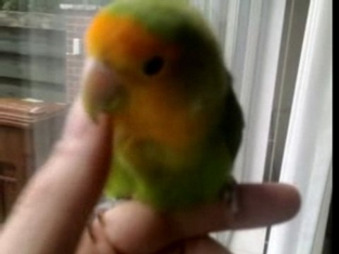 Papie de vrolijke vogel