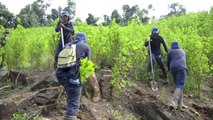 Erradicación de cultivos de coca en Colombia
