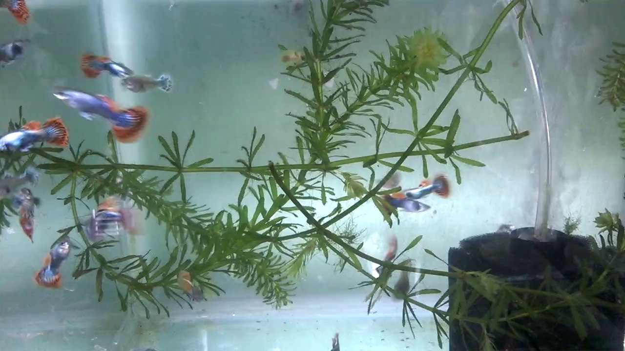 Dumbo Ears Platium Red Mosaic Halfmoon 0934322390