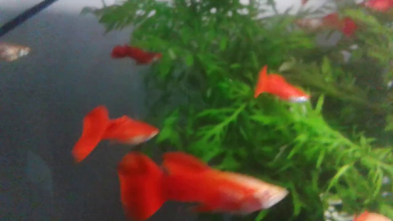 full red BD 0934322390