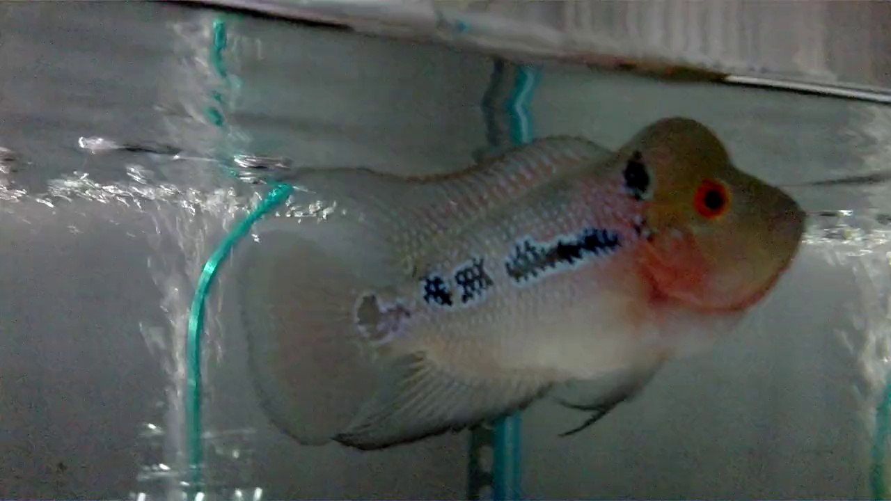 la han 0934322390