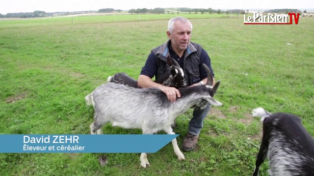 Un loup dans la Meuse : le désarroi des éleveurs