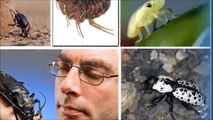 Gerçek güçlere sahip dünyanın en güçlü 10 böceği