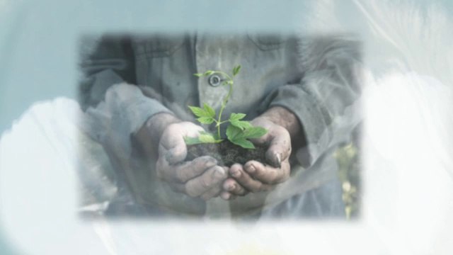 King Lawn Care & Maintenance (706) 840-9370