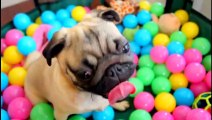 Pug Goes Crazy In Ball Pit