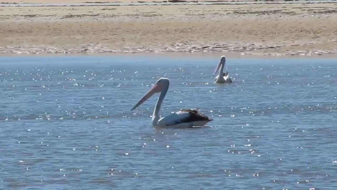 Australian Pelicans