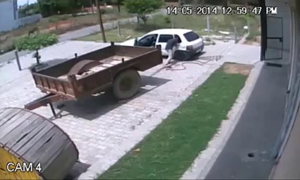 Des russes chargent une vache dans une voiture pour la voler!