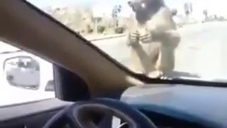 Un homme fait peur à un singe entrain de manger