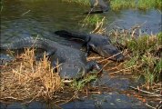 Alligators - National Park Animals for Kids