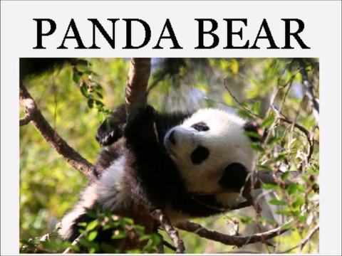 Animal Sounds and Names LOTS of Animals - Educational for Babies - Toddlers - Preschool Age Kids