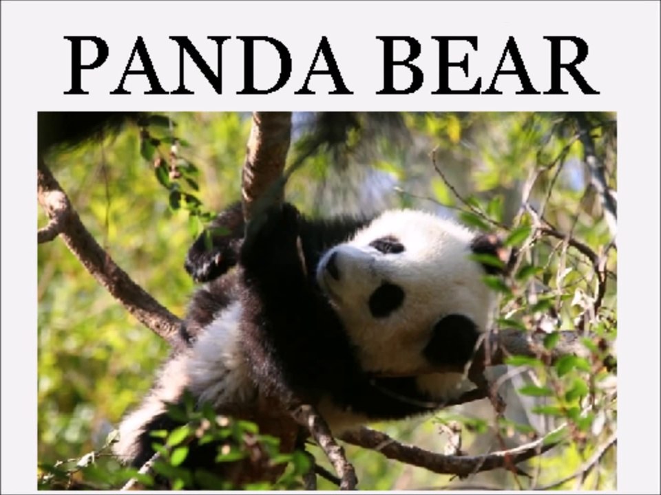 Animal Sounds and Names LOTS of Animals - Educational for Babies - Toddlers - Preschool Age Kids