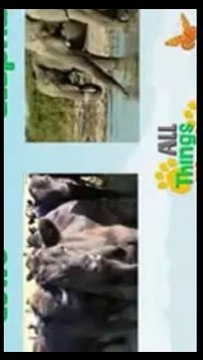 Birds video for kids _ Aerial Animals video for kid _ Kindergarten learning videos playlist HD