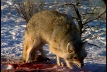 Coyote - National Park Animals for Kids