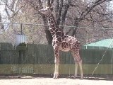 Cute Zoo Animals for Kids! - Lion, Zebra and Giraffe