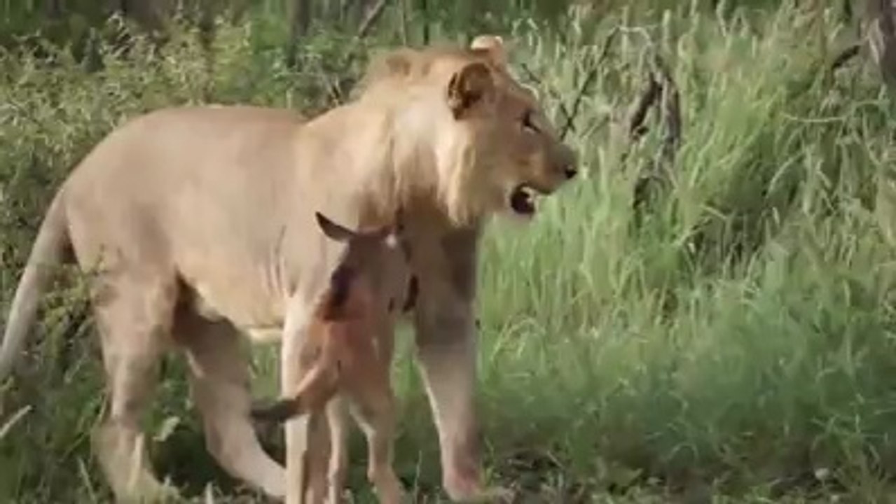 Tiger Play with Kid Wilder beast and Saved from another Tiger Attack -  Direct From Jungle