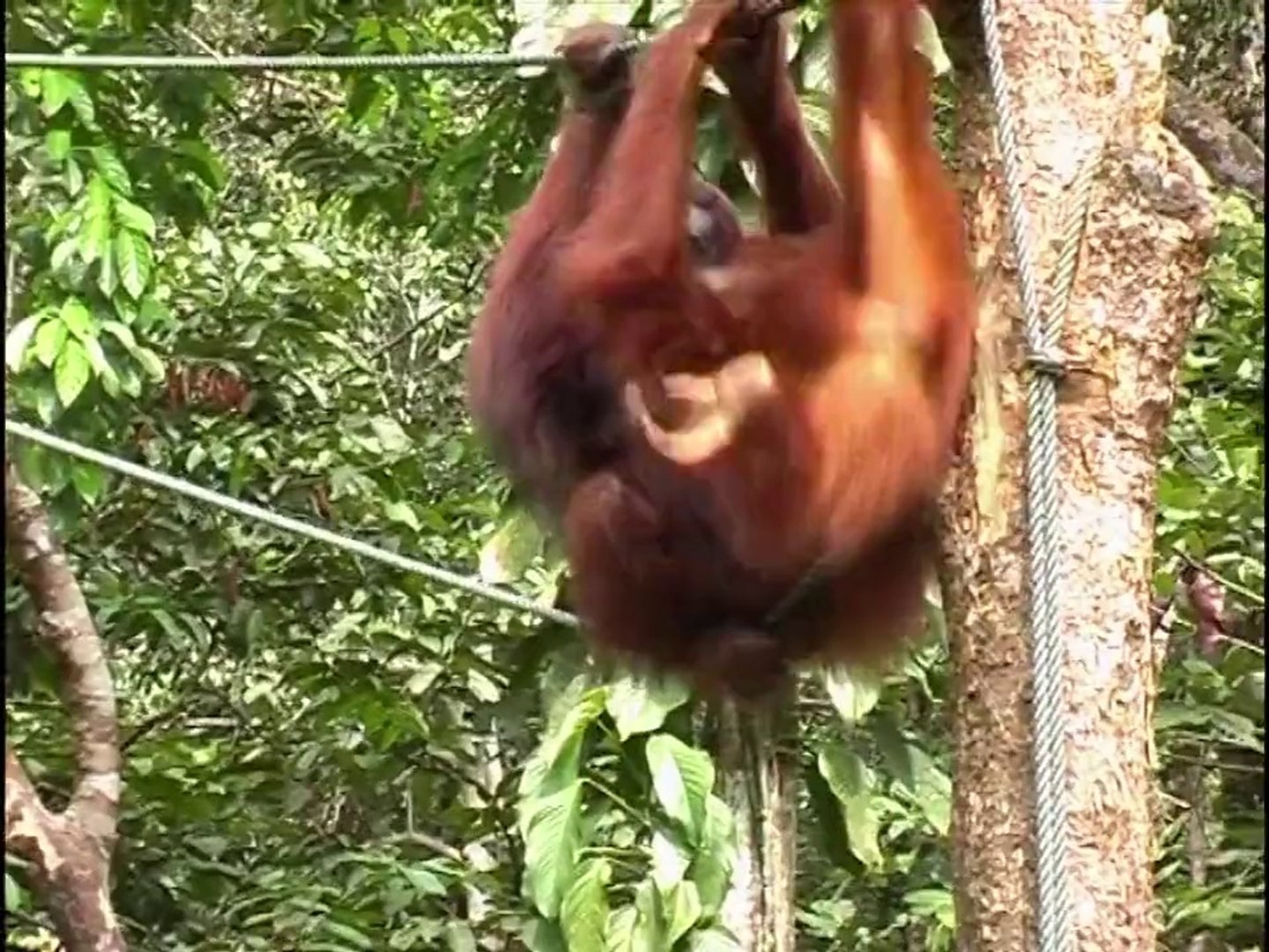 Cute orangutan mother and babies feeding