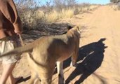 Man Joins African Lioness on Hunt