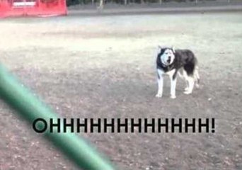 Howling Husky Doesn't Want to Go Home