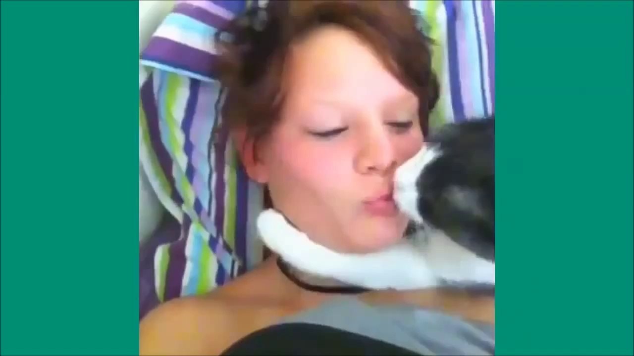 Les chats de Vine - Unbelievable vines lolcats 3 - funny cats vine