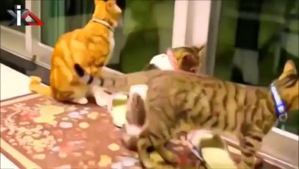 FUNNY ANIMALS COMPILATION - Hilarious Animal Fails