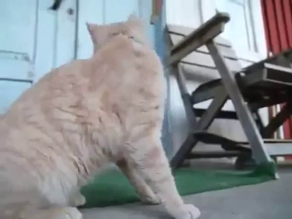Funny Cat Chewing a Dogs Stick ~ Best Funny Animals 2014
