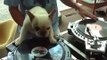 Funny Smart Dog veat DJ ~ Best Funny Animals 2014