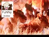Funny Talking Animals BEST OF Animal Voiceovers PART 1 D P