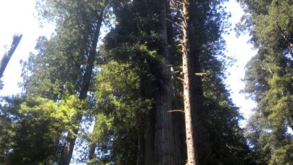 Redwoods National Forest (07/2014)
