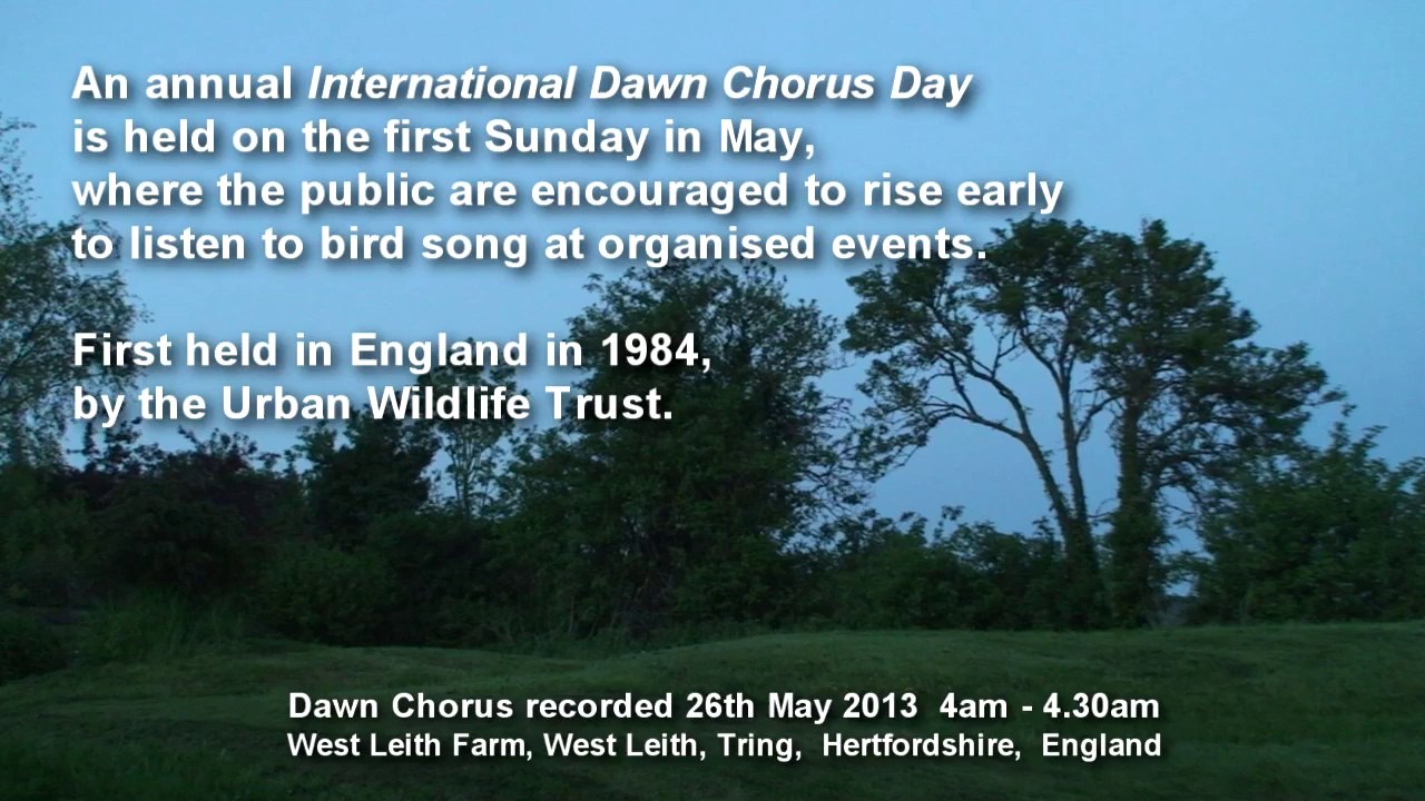 The Dawn Chorus