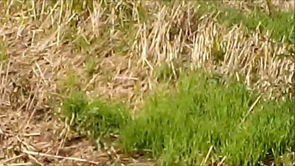 DIXIE , Bouvier des Flandres, au pistage