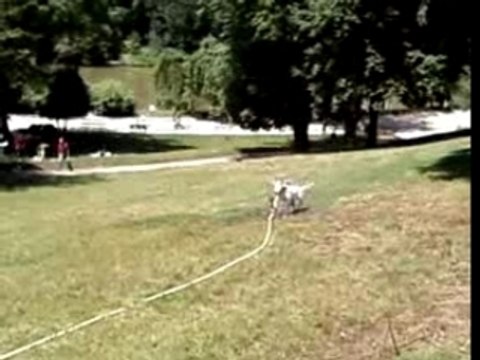 shishi et le tourniquet